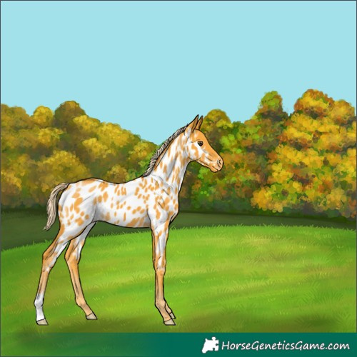 Horse Color:Palomino Near Leopard 