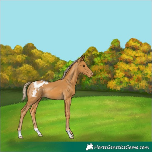 Horse Color:Palomino Appaloosa 