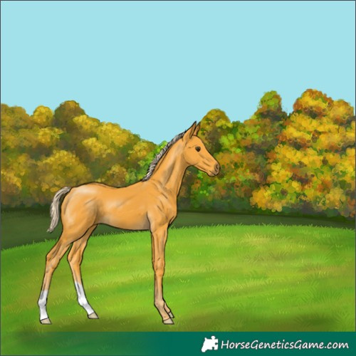 Horse Color:Palomino 