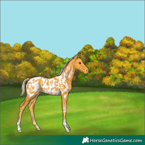Horse Color:Palomino Near Leopard 