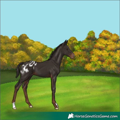 Horse Color:Liver Chestnut Appaloosa 