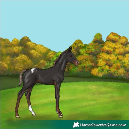 Horse Color:Liver Chestnut Appaloosa 