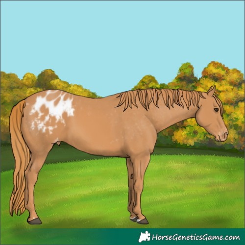 Horse Color:Chestnut Appaloosa 