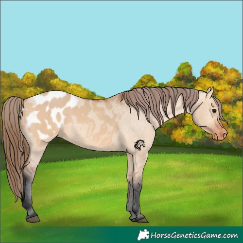 Horse Color:Bay Dun Appaloosa 