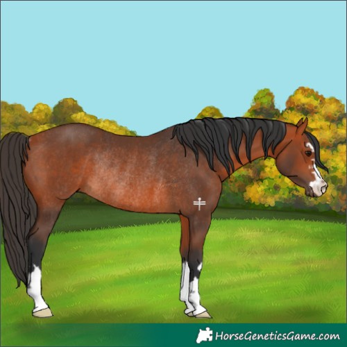 Horse Color:Bay Rabicano 