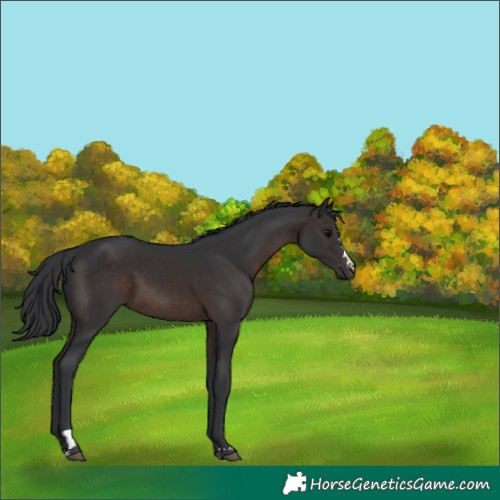 Horse Color:Brown 