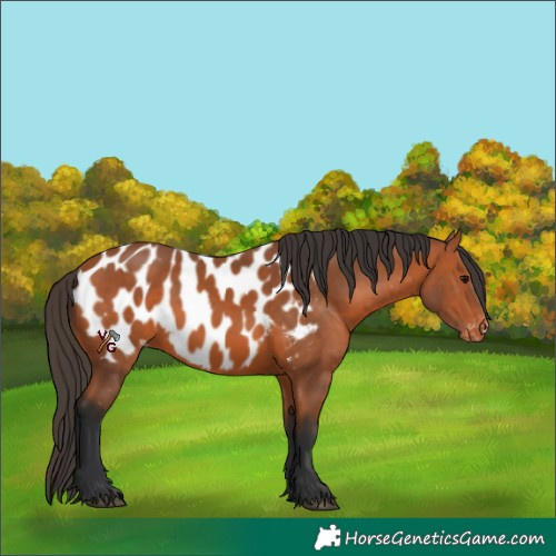 Horse Color:Bay Appaloosa 