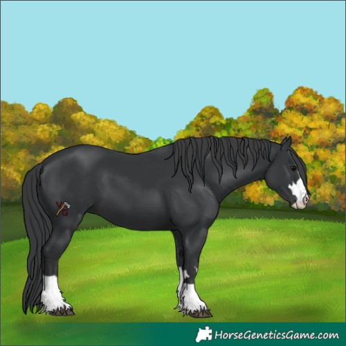Horse Color:Black 