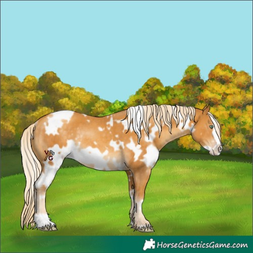Horse Color:White Spotted Gold Cream Champagne Frame Rabicano 