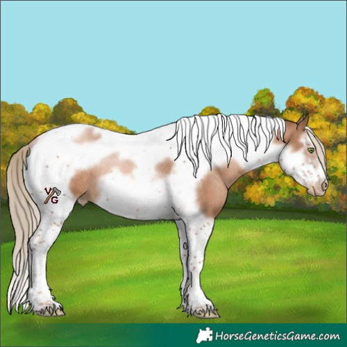 Horse Color:Liver Chestnut Pearl Splash Tobiano Frame Rabicano 