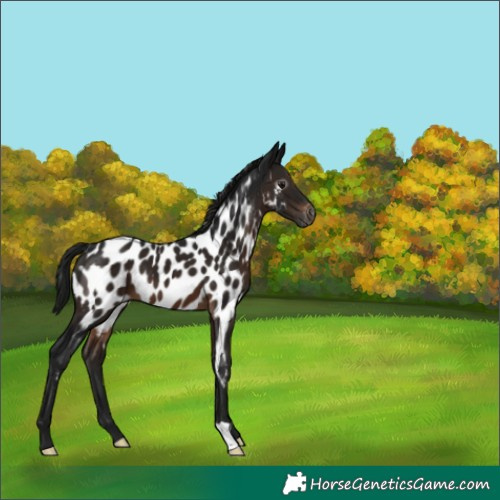 Horse Color:Gray Brown Appaloosa 