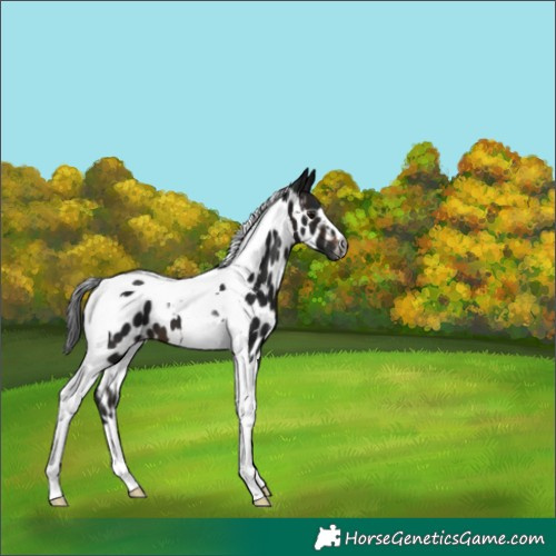 Horse Color:Gray Brown Tobiano Appaloosa 