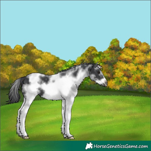 Horse Color:White Spotted Black Frame 
