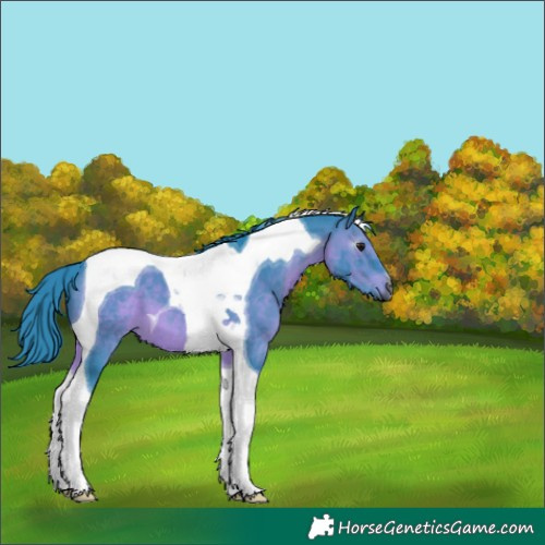 Horse Color:Gray Watercolor Bay Tobiano 