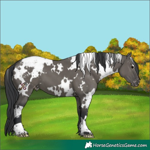 Horse Color:White Spotted Grullo Appaloosa 