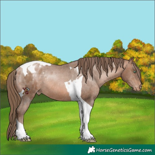 Horse Color:Brown Pearl Tobiano Appaloosa Rabicano 