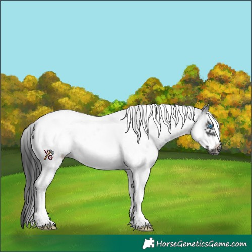 Horse Color:White Spotted Black Tobiano Frame 