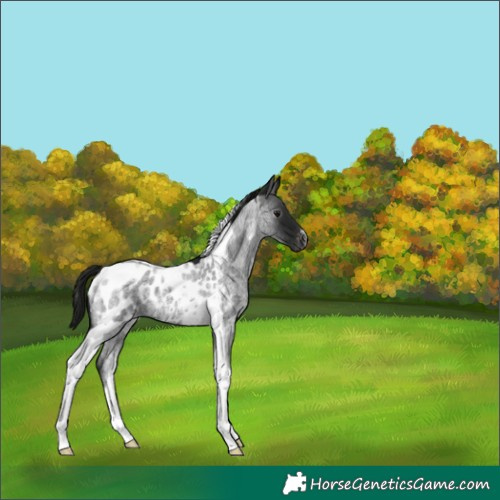 Horse Color:Gray Blue Roan Tobiano Appaloosa 