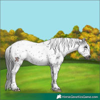Horse Color:White Spotted Black Tobiano Frame 