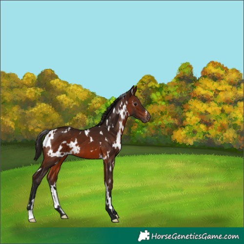 Horse Color:Gray White Spotted Bay Appaloosa 