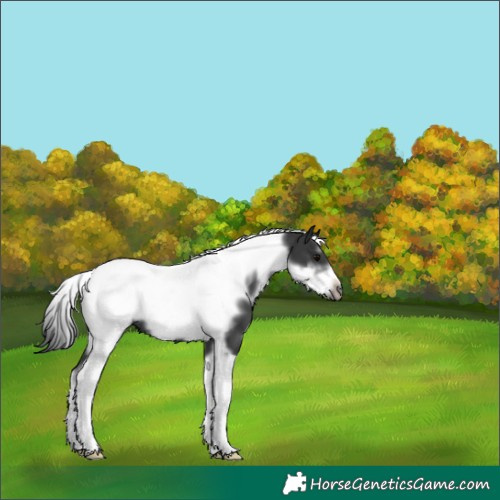Horse Color:White Spotted Black Tobiano Frame 