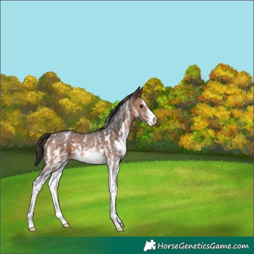 Horse Color:Brown Sabino 