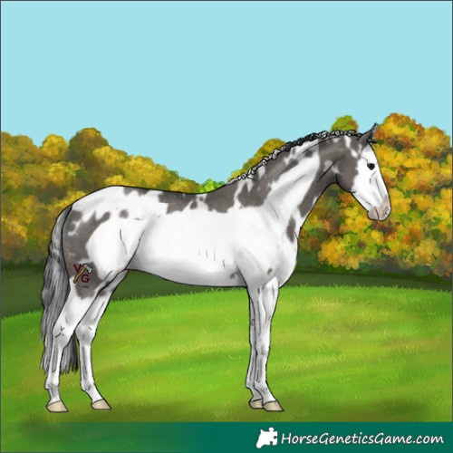 Horse Color:White Spotted Grullo Splash Frame Appaloosa Rabicano 