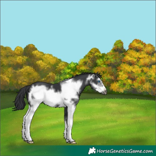 Horse Color:White Spotted Black Frame 