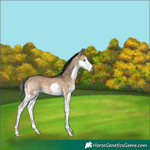 Horse Color:Gray Bay Dun Splash 