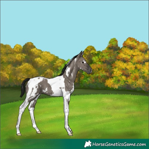 Horse Color:Gray White Spotted Grullo Tobiano Appaloosa 