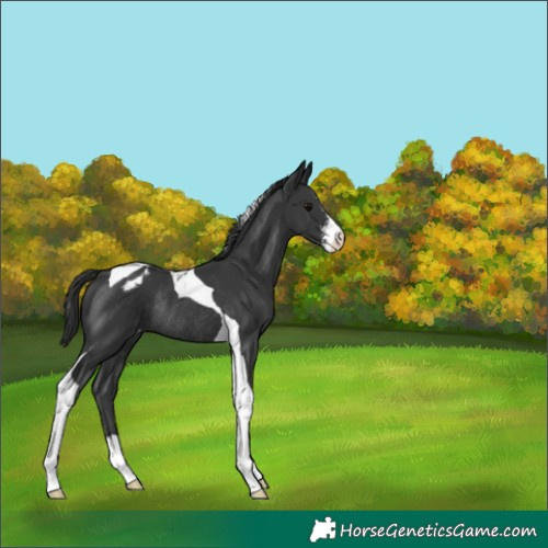 Horse Color:Black Sabino Tobiano Appaloosa Rabicano 