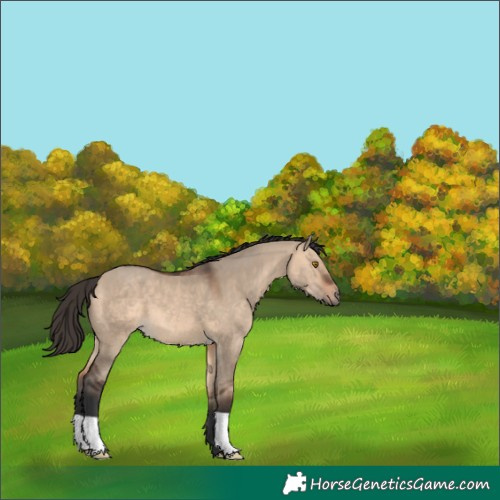 Horse Color:Bay Dun 