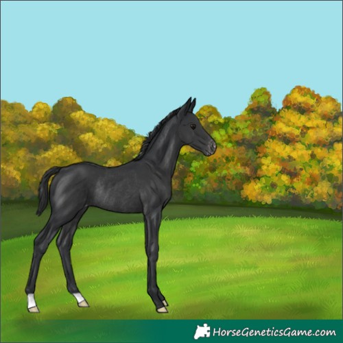 Horse Color:Black Appaloosa Rabicano 