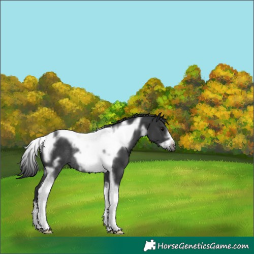 Horse Color:Black Tobiano Frame Rabicano 