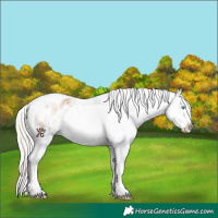 Horse Color:White Spotted Liver Chestnut Snowdrop Pearl Tobiano Appaloosa 