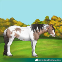 Horse Color:Bay Dun Tobiano Frame Rabicano 
