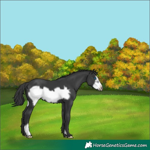 Horse Color:Black Frame Appaloosa 