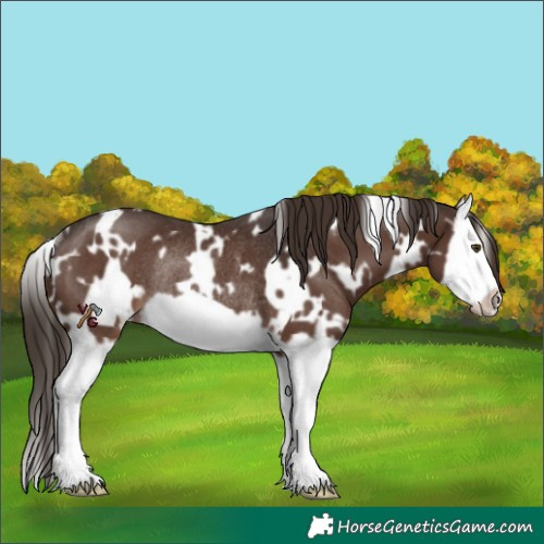 Horse Color:White Spotted Liver Chestnut Splash Frame Rabicano 