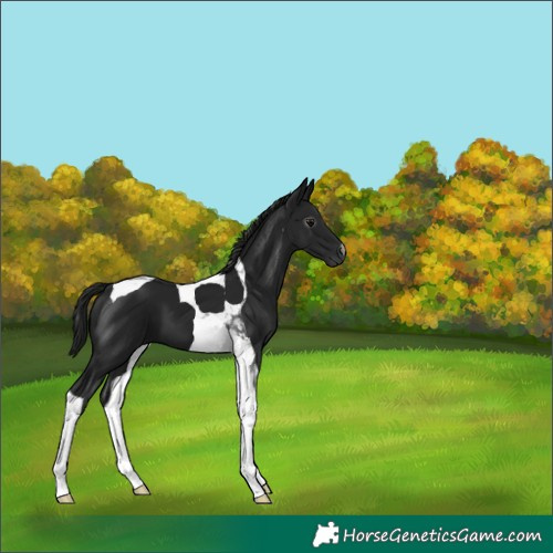 Horse Color:Gray Black Tobiano 