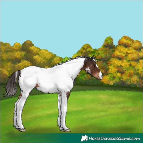 Horse Color:White Spotted Liver Chestnut Tobiano Appaloosa 
