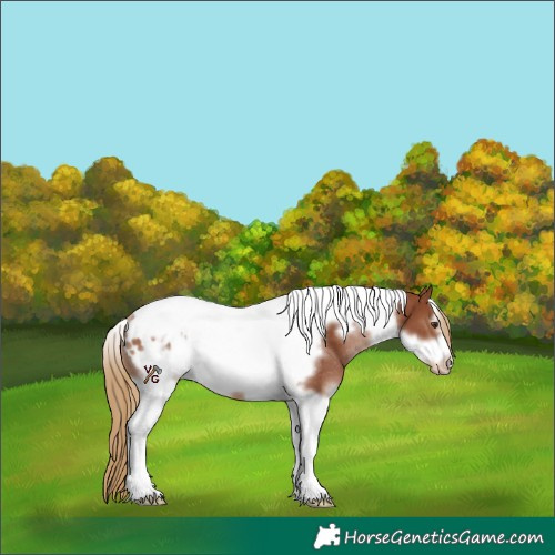 Horse Color:White Spotted Chestnut Tobiano Frame Appaloosa Rabicano 