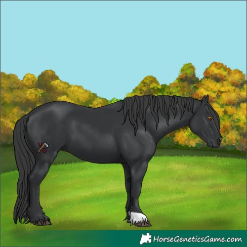 Horse Color:Black 
