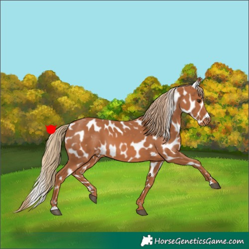 Horse Color:Chestnut Appaloosa 