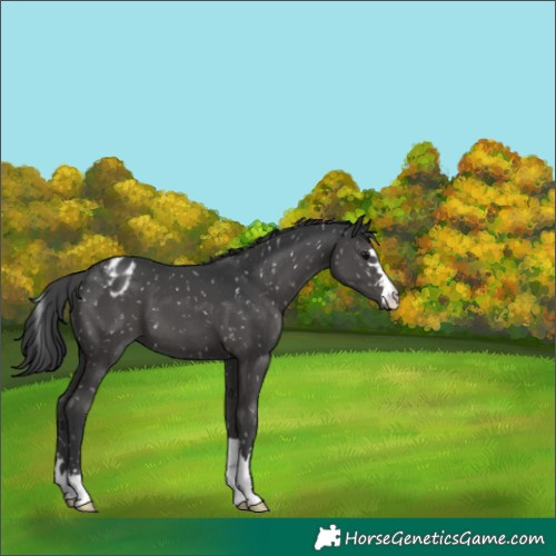 Horse Color:Black Appaloosa 