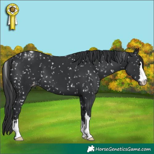 Horse Color:Black Appaloosa 