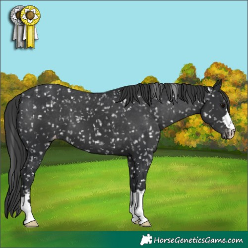 Horse Color:Black Mushroom Appaloosa 