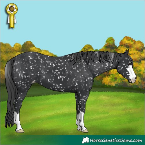Horse Color:Black Appaloosa 