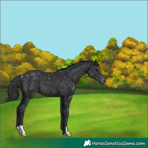 Horse Color:Black Appaloosa 