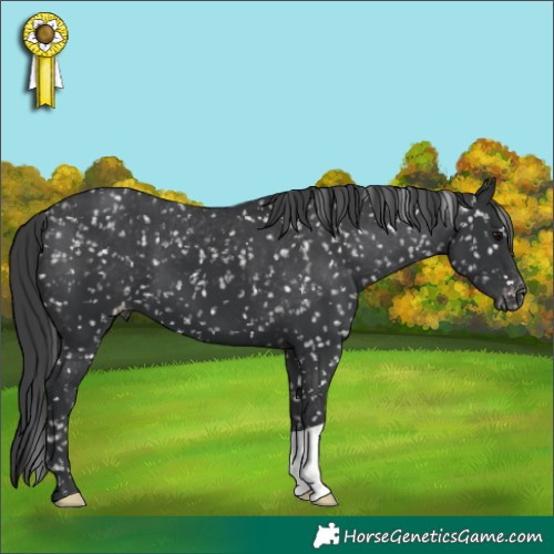 Horse Color:Black Appaloosa 