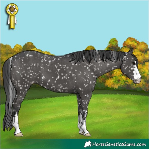 Horse Color:Black Appaloosa 